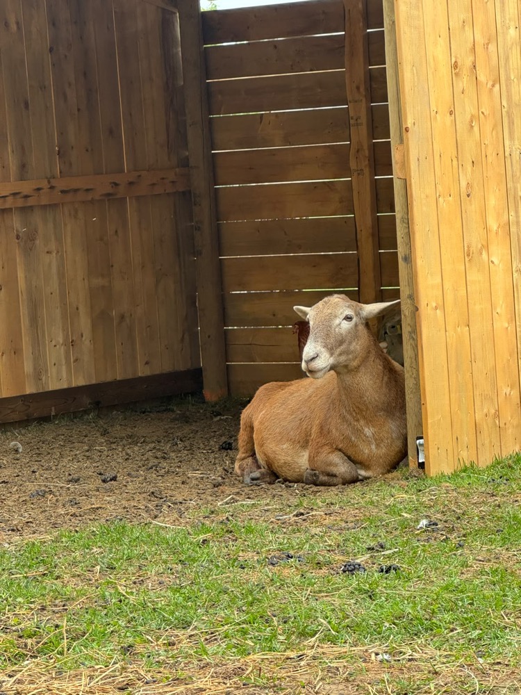 A goat resting in the wooden shelter