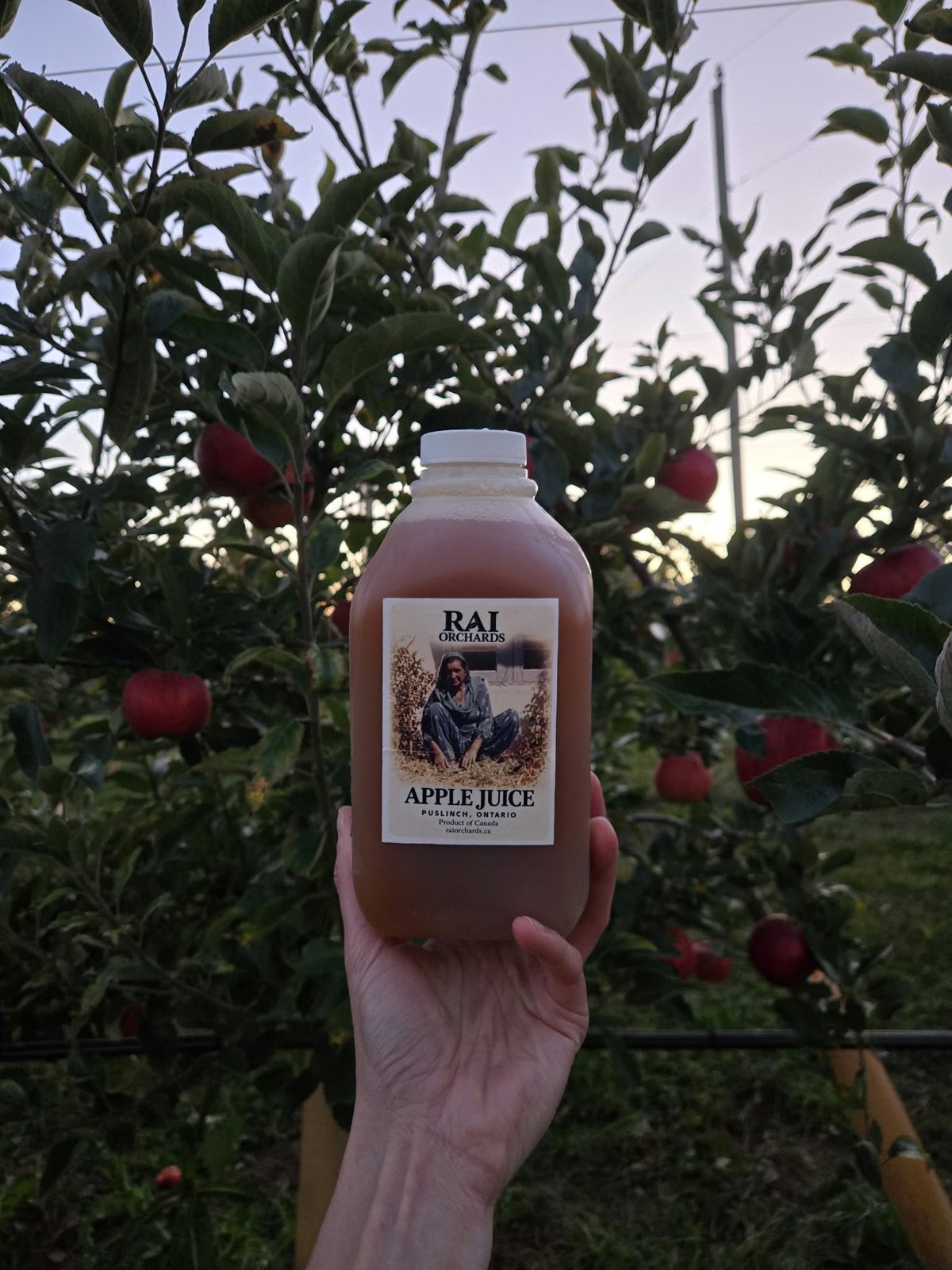 A jug of Rai Orchards fresh pressed apple cider held up among the apple rows at sunset